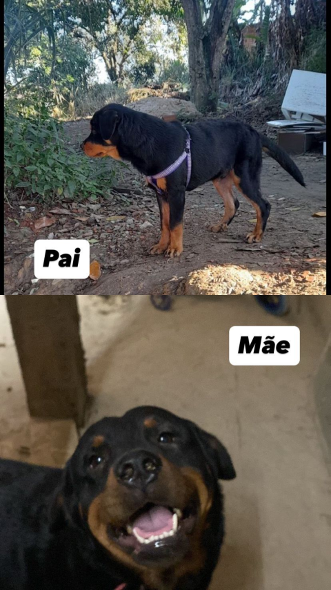 Filhotes de Rottwailer